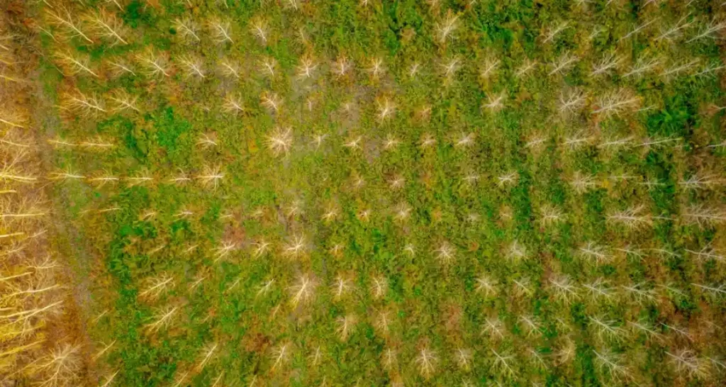 Imagem aérea de uma floresta com árvores verdes e algumas árvores sem folhas, capturada de cima, mostrando a densidade e diversidade da vegetação.