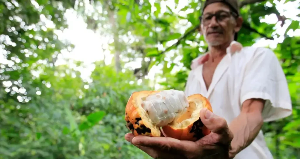 Homem destacando um cacau ao ar livre, rodeado por natureza. 