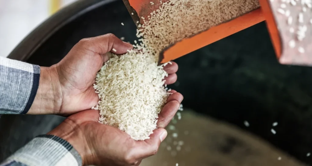 Pessoa segurando arroz branco sendo despejado de um saco em mãos, foco na manipulação do alimento e produção de arroz.
