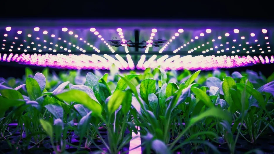 Plantas de cultivo sob iluminação LED roxa em ambiente controlado, otimizado para crescimento eficiente com tecnologia avançada.