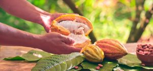 Pessoa abrindo uma amêndoa de cacau, mostrando o interior da fruta durante a colheita, com folhas verdes ao fundo, destacando a sustentabilidade do cacau.