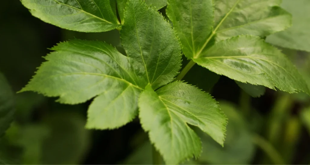 Folhas verdes da planta ashitaba, destacando sua textura e detalhes das nervuras, em um fundo de folhagem densa.