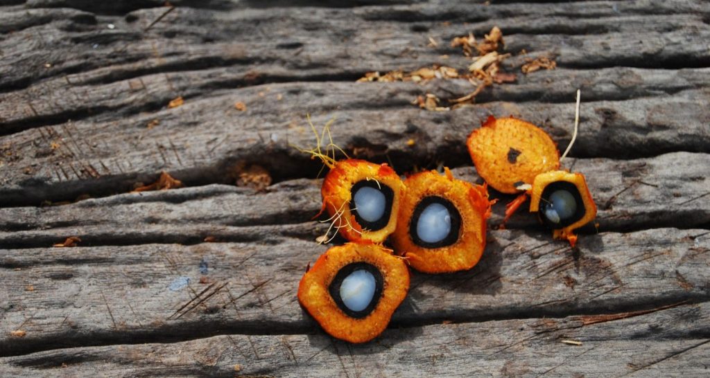 Dendê: Comida de A a Z