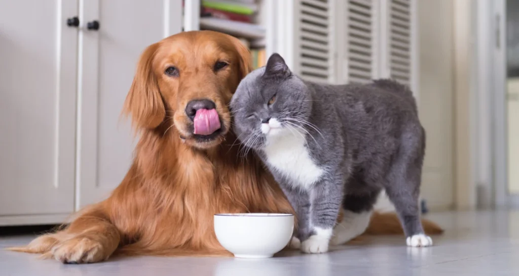 Cachorro golden retriever e gato cinza tendo uma interação amigável em ambiente de casa, compartilhando uma tigela de comida ou petisco.