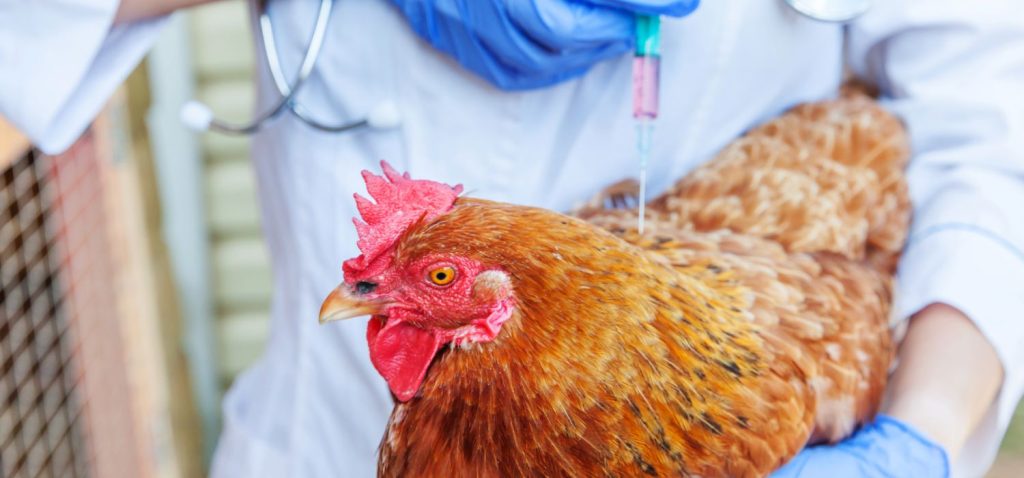 Hormônio no frango: verdade ou mito em uma das carnes mais consumidas do país