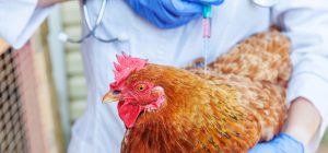 Galinha sendo cuidada por profissional da avicultura em ambiente de fazenda. A imagem reflete o tema sobre o mito do hormônio na carne do frango.