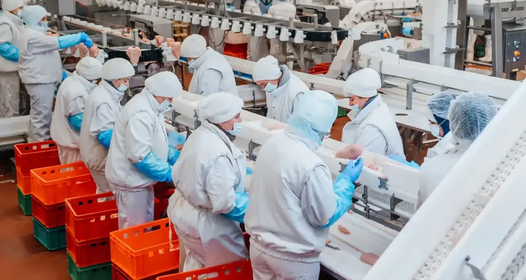 Grande equipe de trabalhadores na indústria de proteína animal, todos usando roupas de proteção, incluindo jalecos, toucas, luvas e máscaras, operando máquinas industriais. 