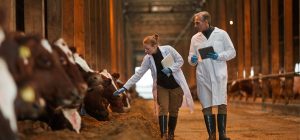Veterinários analisando vacas em uma fazenda de gado bovino, com estrutura de celeiro de madeira ao fundo, durante uma inspeção rural. A imagem reflete o tema one health na indústria de proteína.