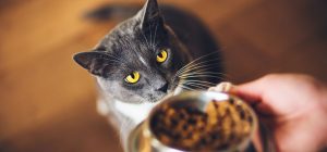 Gato cinza com olhos amarelos observando uma tigela com comida para pets, frascos de alimentos ao fundo, ambiente acolhedor dentro de casa. A imagem reflete as tendências da alimentação pet.