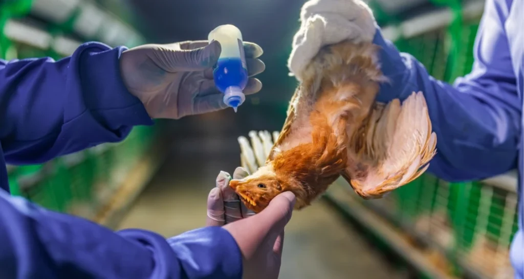 Essa imagem pode ser erroneamente associada ao mito de que frangos recebem hormônios para crescer mais rápido.