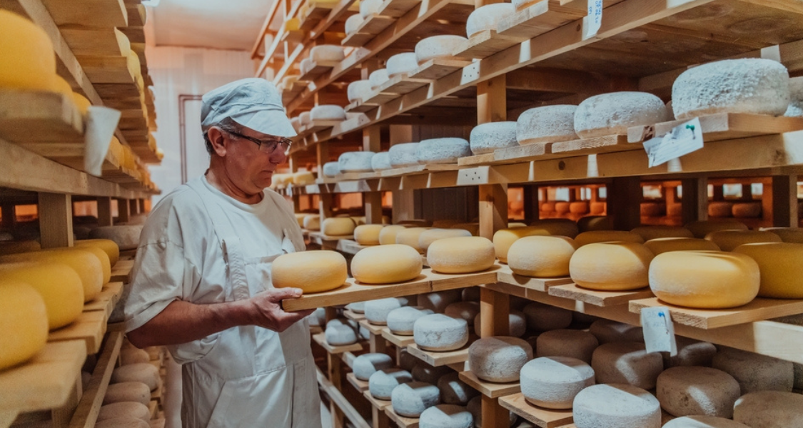 O ambiente é organizado e climatizado, típico de uma sala de cura, onde os queijos envelhecem para desenvolver sabor e textura.