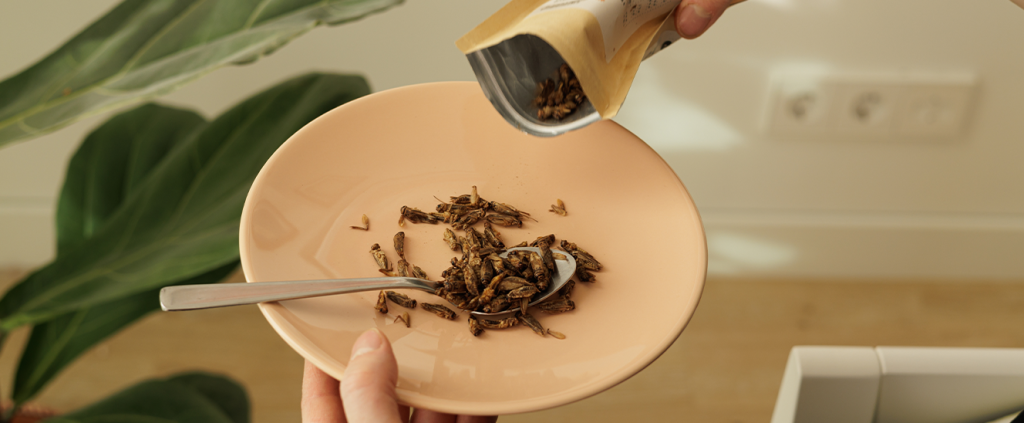 Proteína de inseto: produção e regulação desse alimento no Brasil