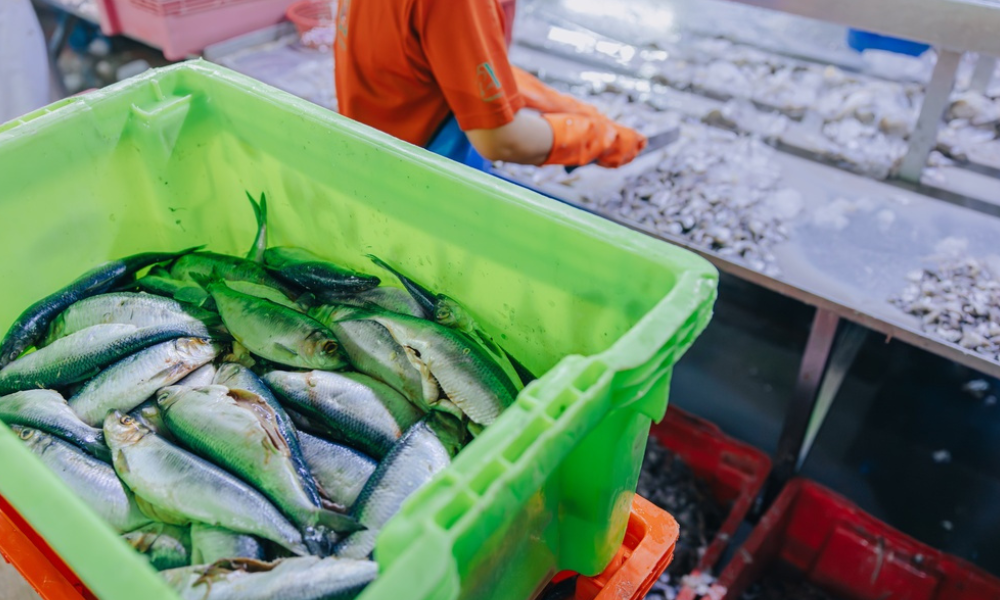 Uma visão do ambiente de trabalho em uma unidade de beneficiamento ou mercado de peixes.