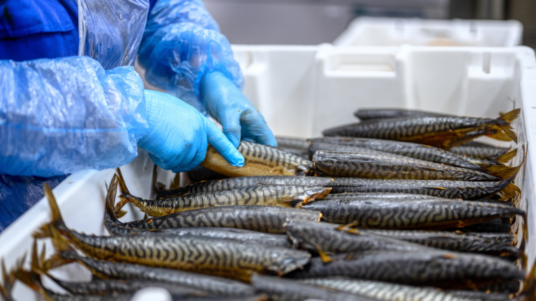 Como fazer o transporte de pescados frescos corretamente