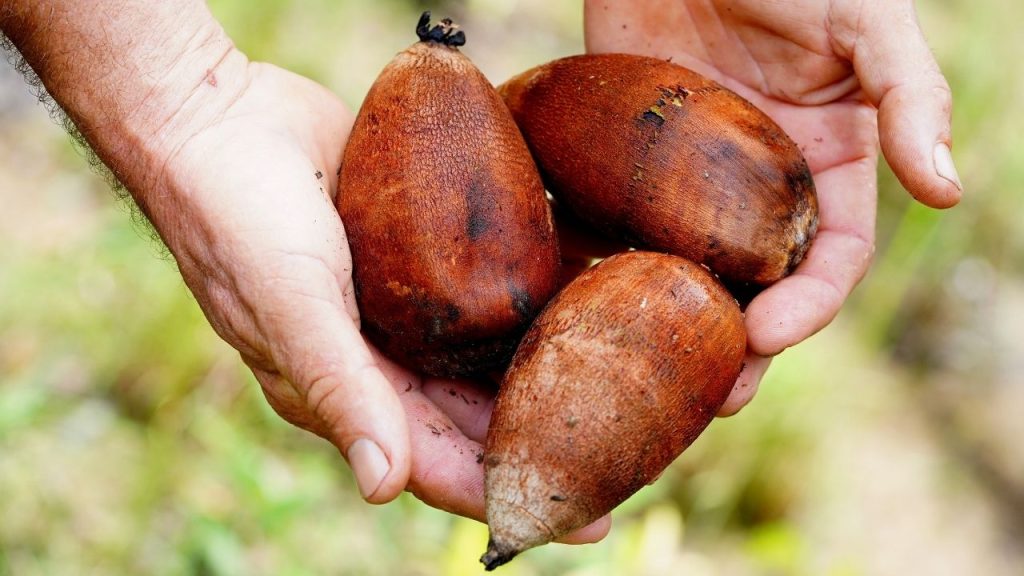 Biotecnologia transforma coproduto amazônico em ingrediente proteico