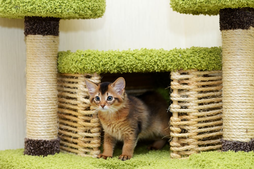Diversifique o portfólio de sua empresa: aposte em móveis para animais de estimação