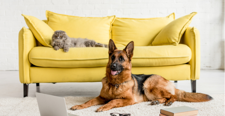 3 dicas para um projeto de móvel para pets