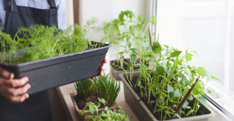 Hortas e urban farming: o que mudam nos projetos?