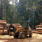 O que caracteriza uma madeira sustentável.png