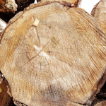 A importância da certificação florestal na indústria moveleira.png