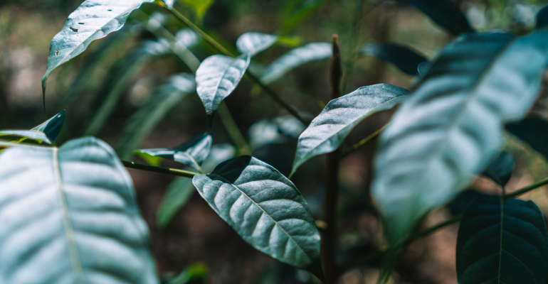 Tudo sobre o Mogno Africano