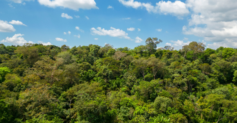 Manejo florestal: o que é?