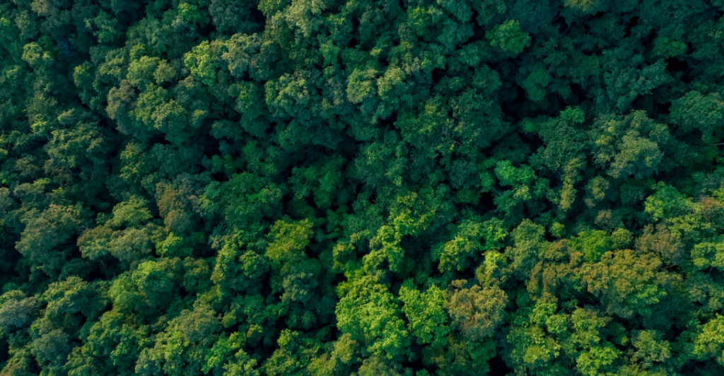 Carbono neutro: entenda o que é e a importância para o setor moveleiro