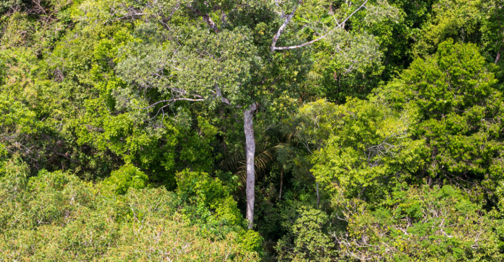 Fundo Florestas Tropicais para Sempre e o que a COP30 sinalizou para o futuro da madeira