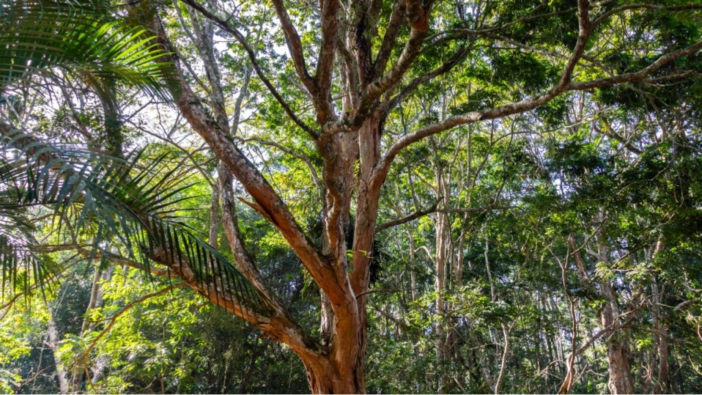 História da madeira de lei e outros aspectos importantes