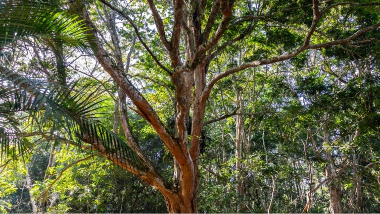 História da madeira de lei e outros aspectos importantes