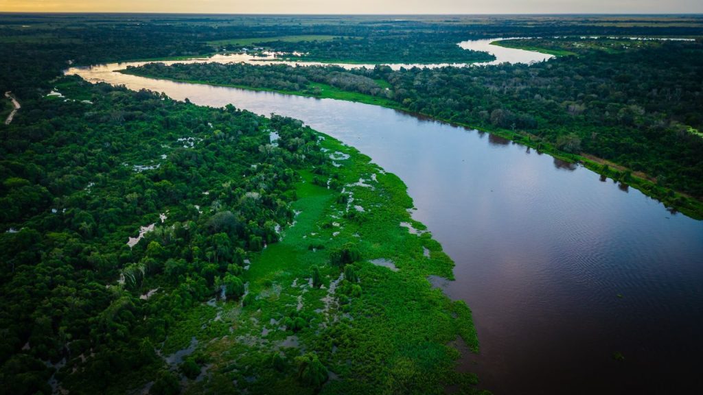 Estratégias para o Mato Grosso na produção madeireira