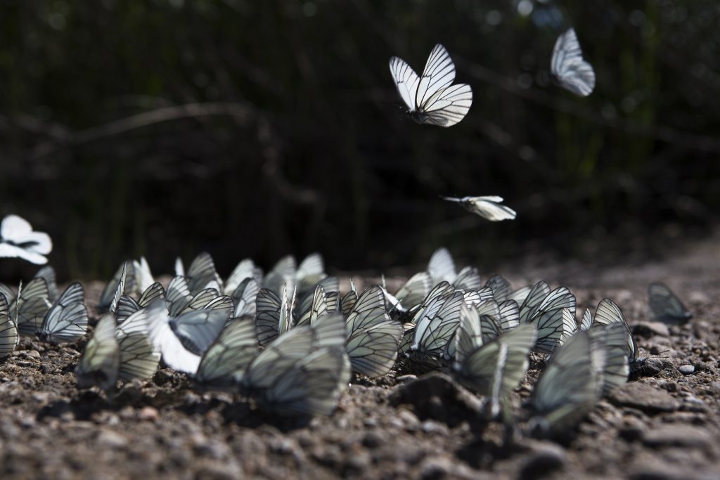 Disrupção: como ser, ao mesmo tempo, a “vítima” e o “algoz”
