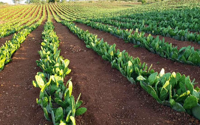 Nordeste mquina para colheita de palma forrageira reduz custos da pecuria.jpeg