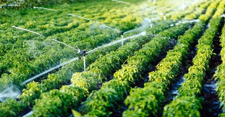 Agricultura irrigada: Conheça tecnologias que aumentam a produtividade