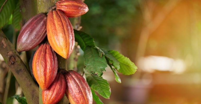 Amazônia 4.0: tecnologia e conhecimentos ancestrais impulsionam produção amazônica