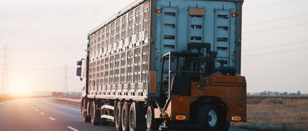 Novas regras para transporte de animais: logística com foco em bem-estar e competitividade