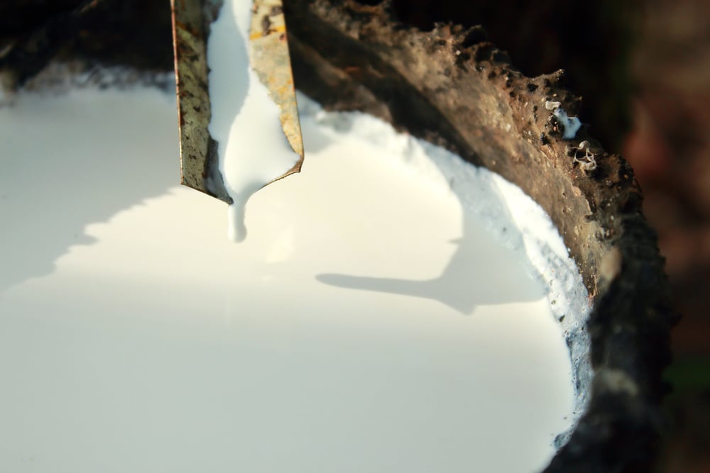 Especialistas discutem o setor da borracha natural brasileira no mercado mundial