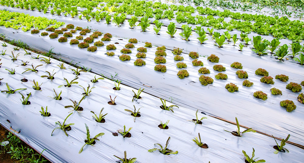 Seja um fornecedor do agronegócio: confira 6 aplicações do plástico no campo