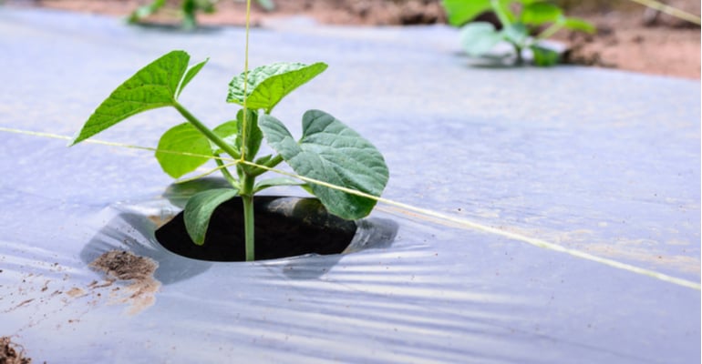 5 usos do plástico no agronegócio – confira as oportunidades!