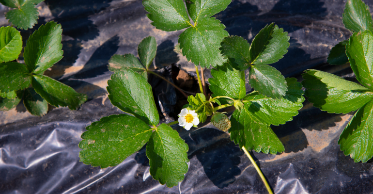 Plástico mulching é importante aliado da agricultura