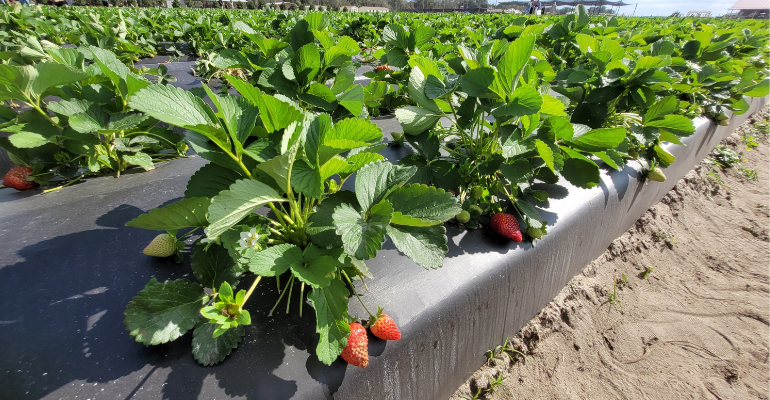 Vale a pena produzir filme mulching para atender o setor agrícola? Entenda!
