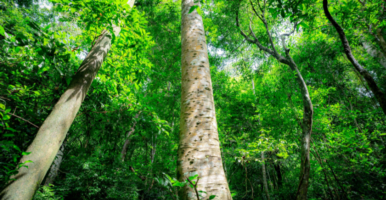 Você sabe o que é mercado de carbono?