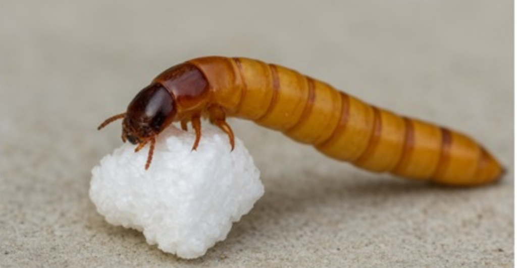 Insetos comestíveis e o isopor: uma solução ambiental viável?