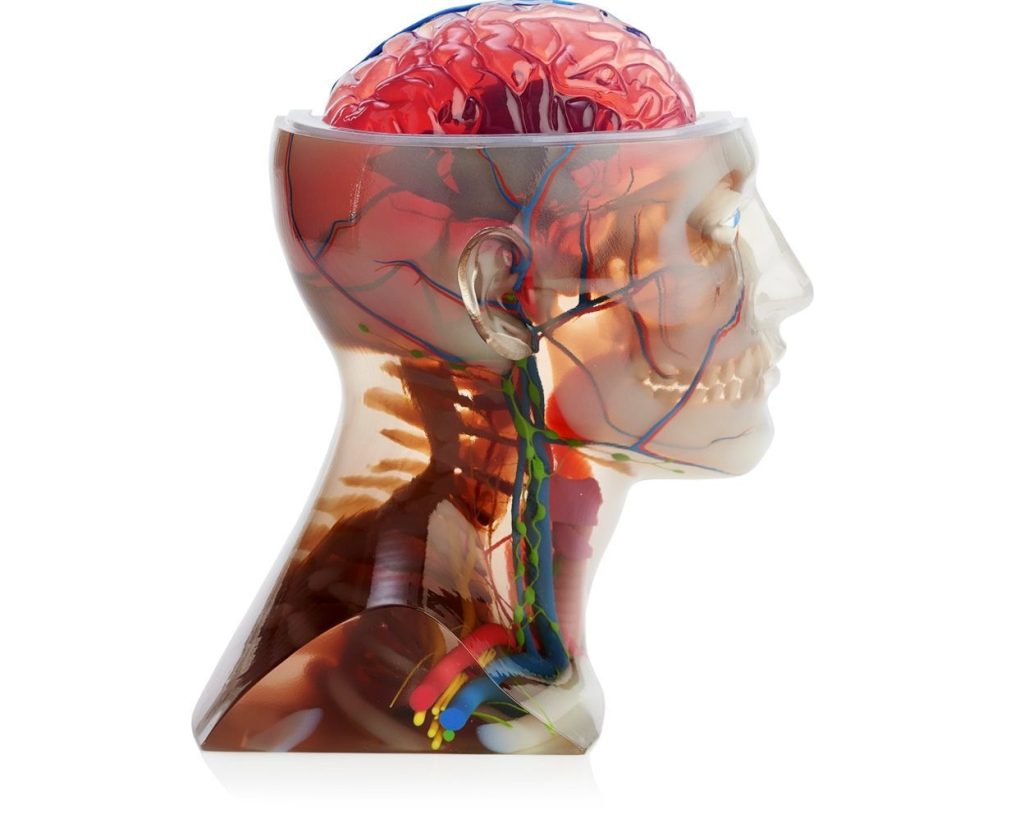 Modelos de órgãos humanos impressos em 3D estão revolucionando a área da saúde