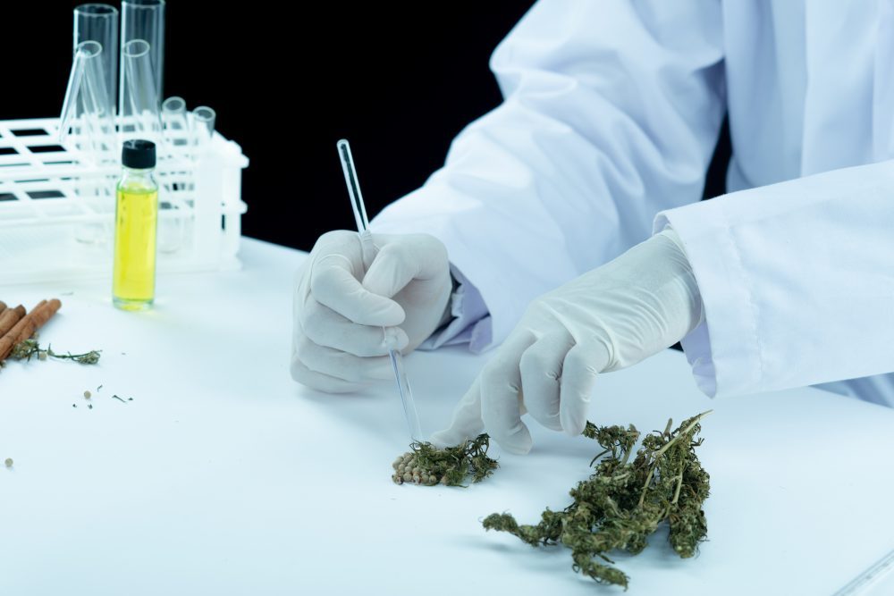 Regulamentação da Cannabis sativa para fins medicinais