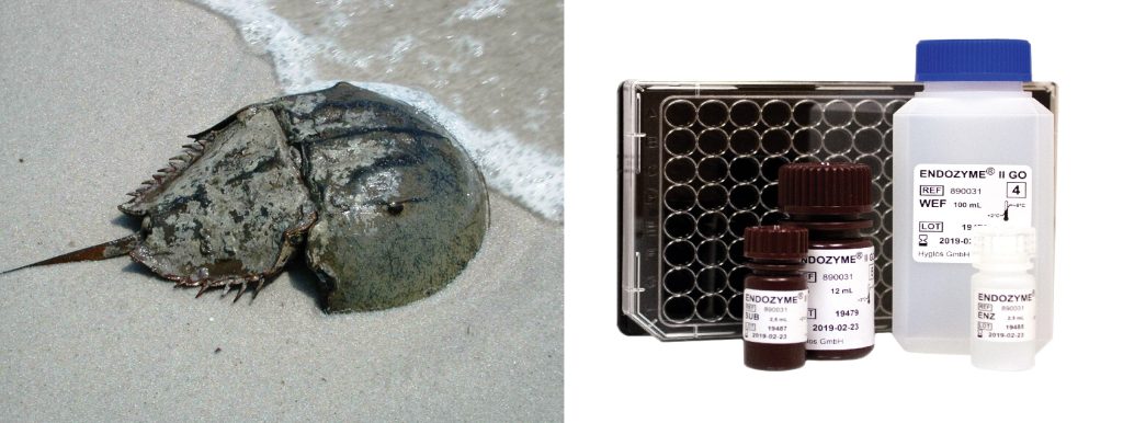 Teste inovador “imita a natureza” na detecção de endotoxinas para controle da microbiologia farmacêutica