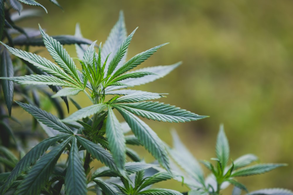 Empresa brasileira recebe licença para cultivo, produção e exportação de Cannabis no Paraguai