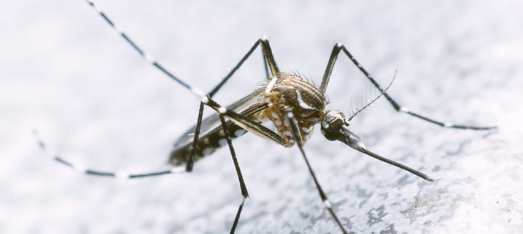 Dengue, Chikungunya e Zica: gente chorando e vendendo lenço