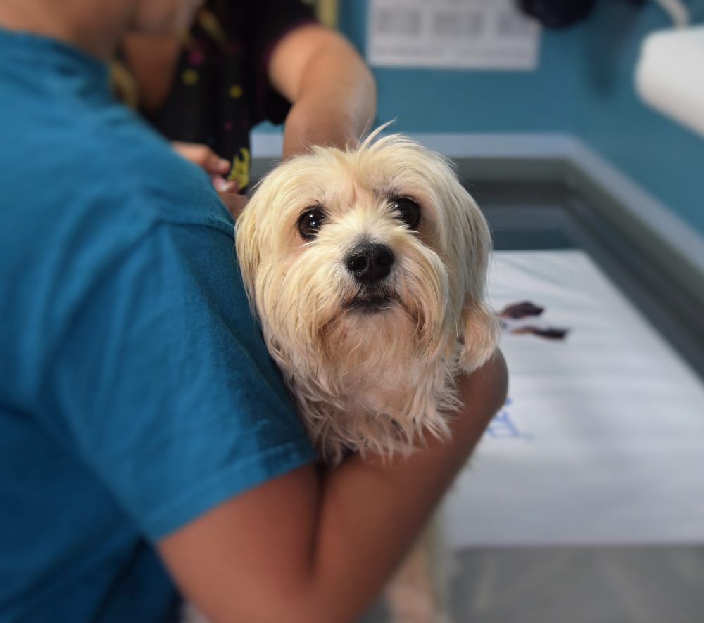 Lei que permitia entrada de animais em hospitais é considerada inconstitucional