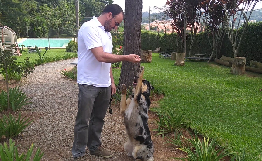 Hospital Santa Mônica implanta Intervenção Assistida por Cães